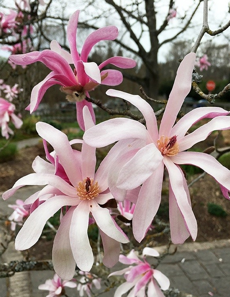 Magnolia Rosea