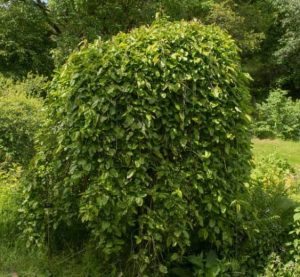 Morus Pendula - The Tree Shop