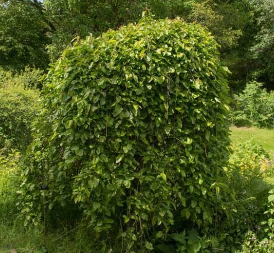 Morus Pendula
