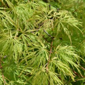Acer 'Sekimori'