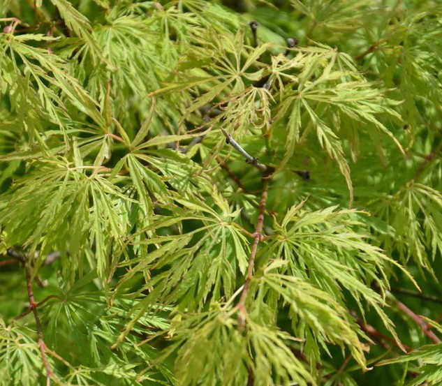 Acer 'Sekimori'