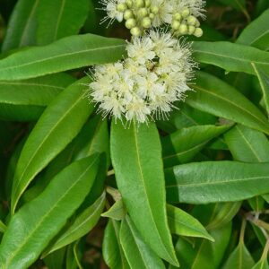 backhousia