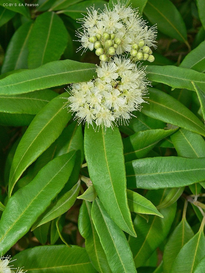 backhousia