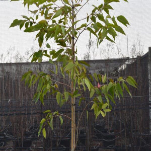 Corymbia maculata